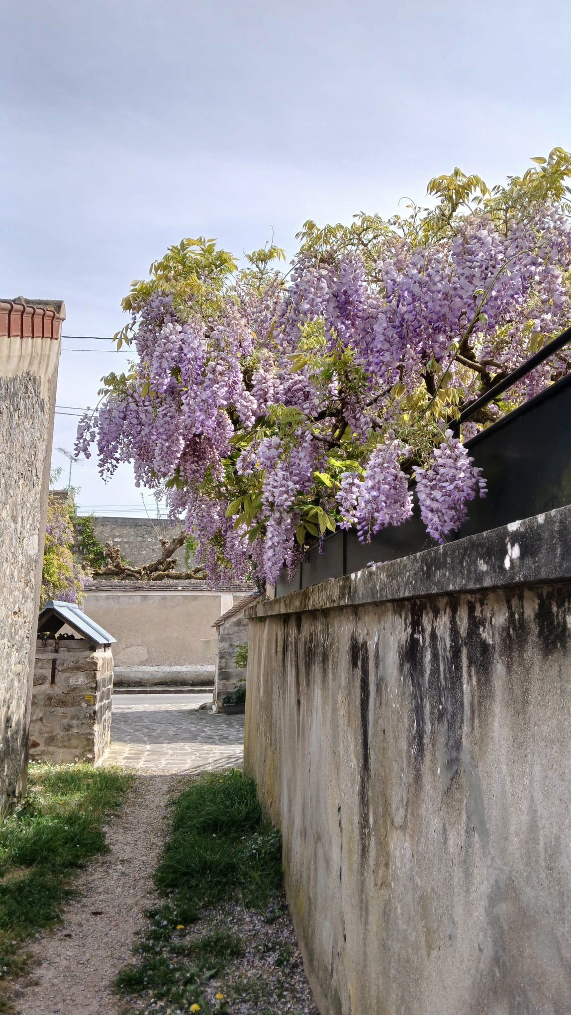 20260427-RandonneeVenellesVeneux02