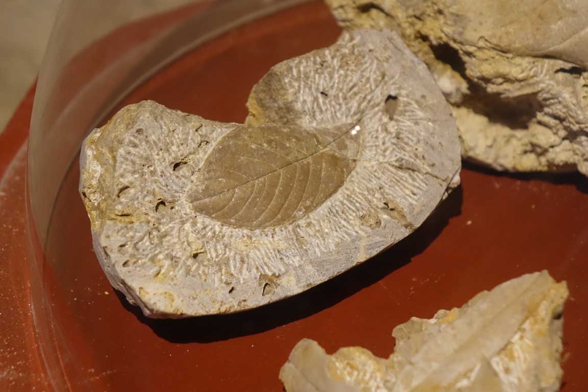 Cave-aux-coquillages05