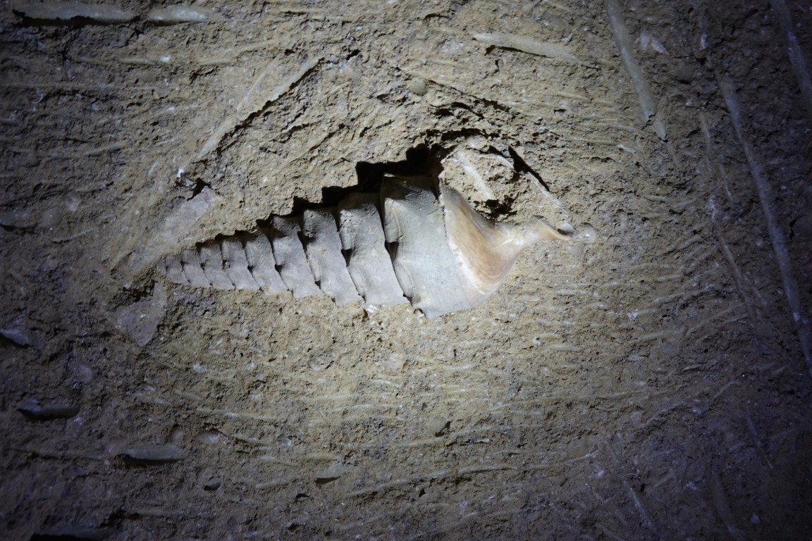 Cave-aux-coquillages08