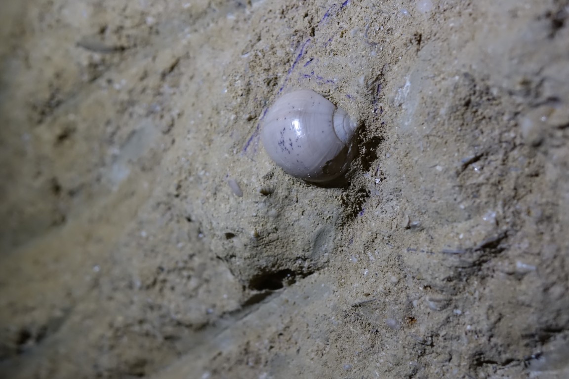 Cave-aux-coquillages10