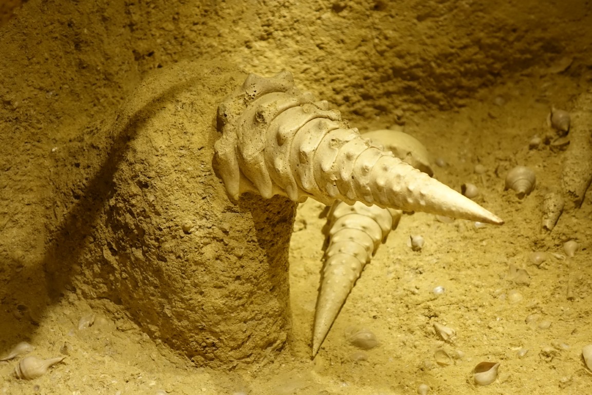 Cave-aux-coquillages15