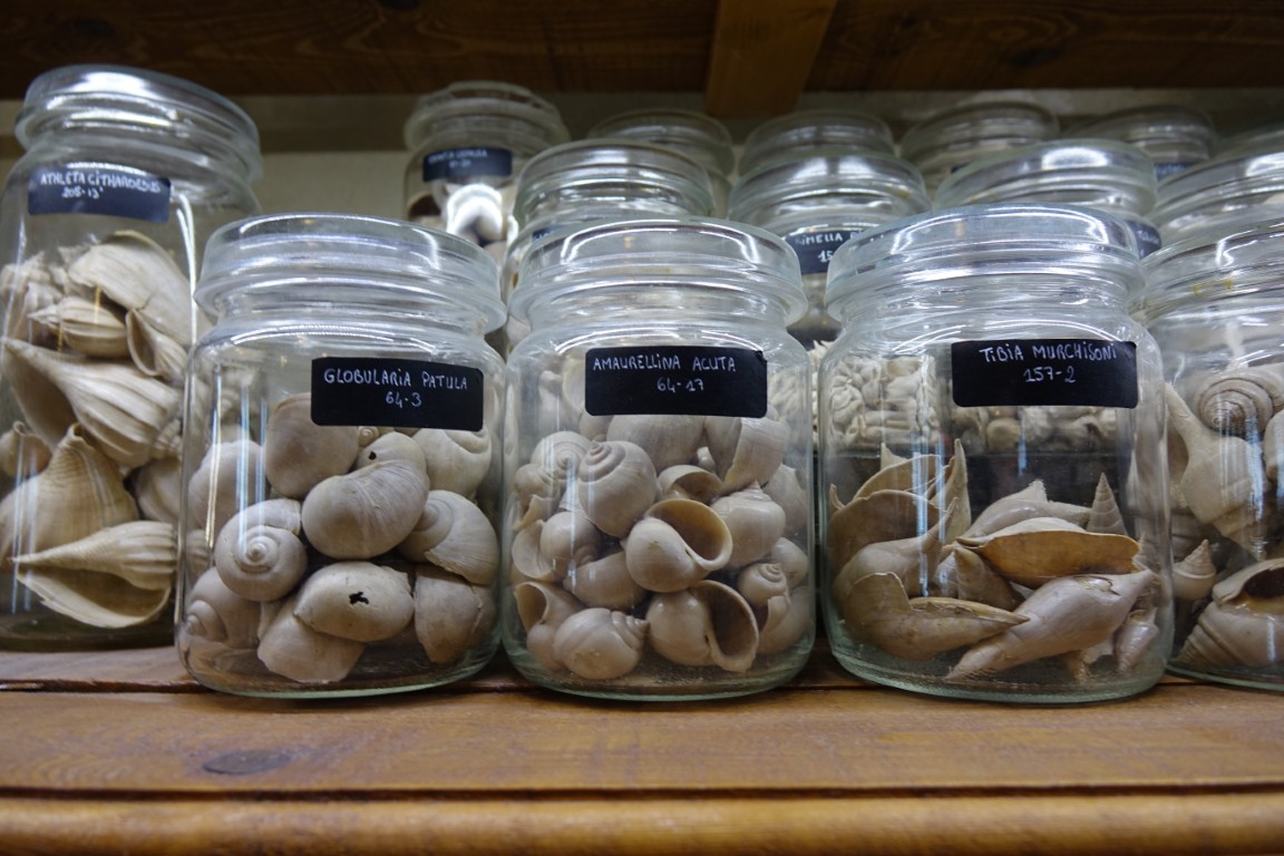 Cave-aux-coquillages17