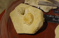 Cave-aux-coquillages04