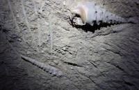 Cave-aux-coquillages09
