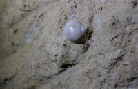 Cave-aux-coquillages10