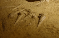 Cave-aux-coquillages13
