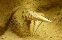 Cave-aux-coquillages15