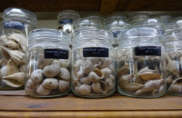 Cave-aux-coquillages17