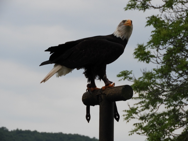 '081 (640x480)