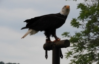'081 (640x480)