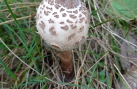 30