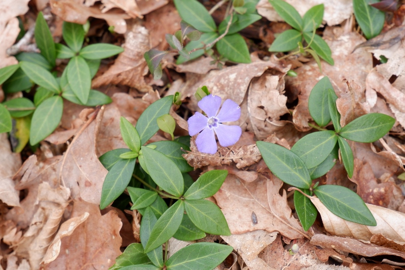 DSCF8866-800x533