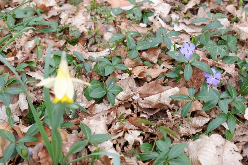DSCF8867-800x533