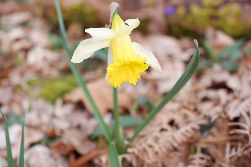 DSCF8870-800x533