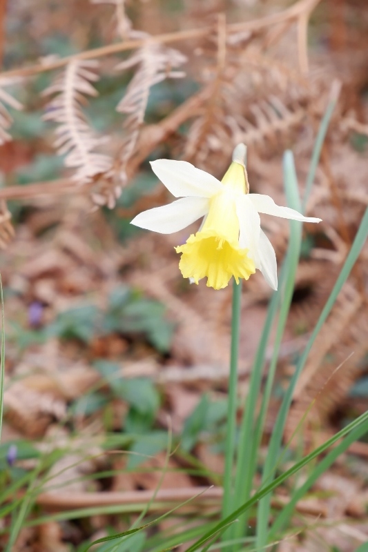 DSCF8871-533x800