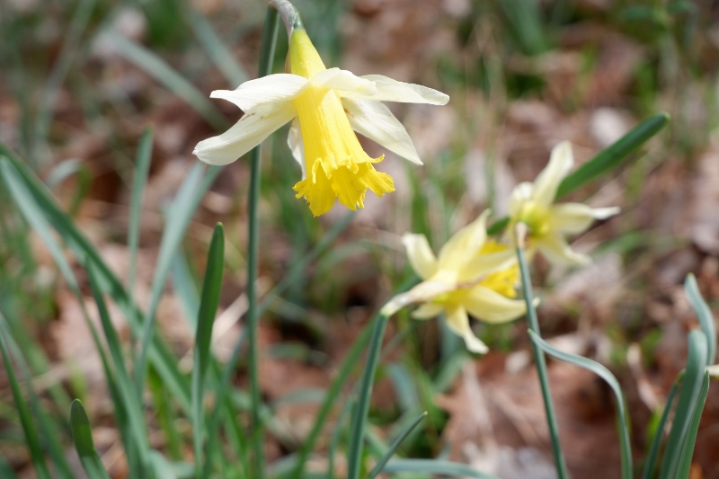 DSCF8882-800x533