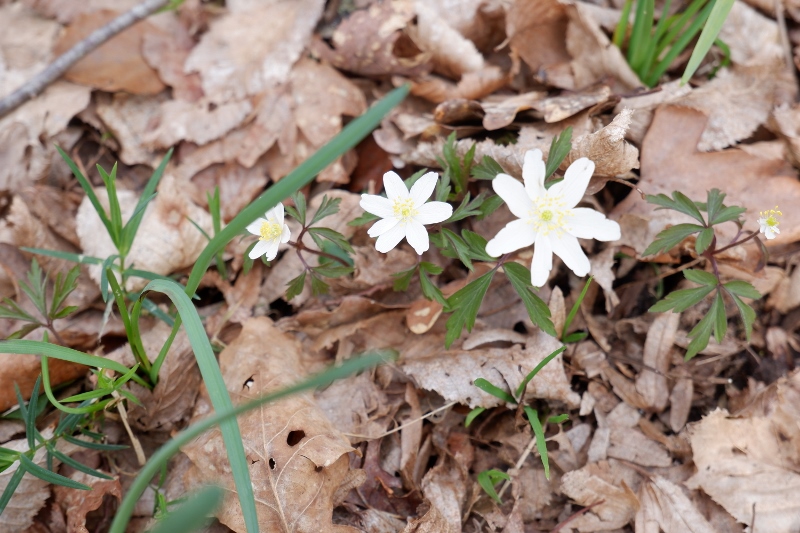 DSCF8883-800x533