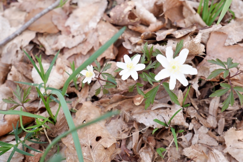 DSCF8884-800x533