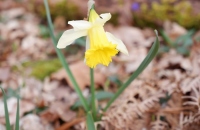 DSCF8870-800x533