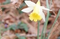 DSCF8871-533x800