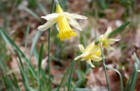 DSCF8882-800x533